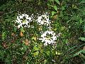 White Lycoris 